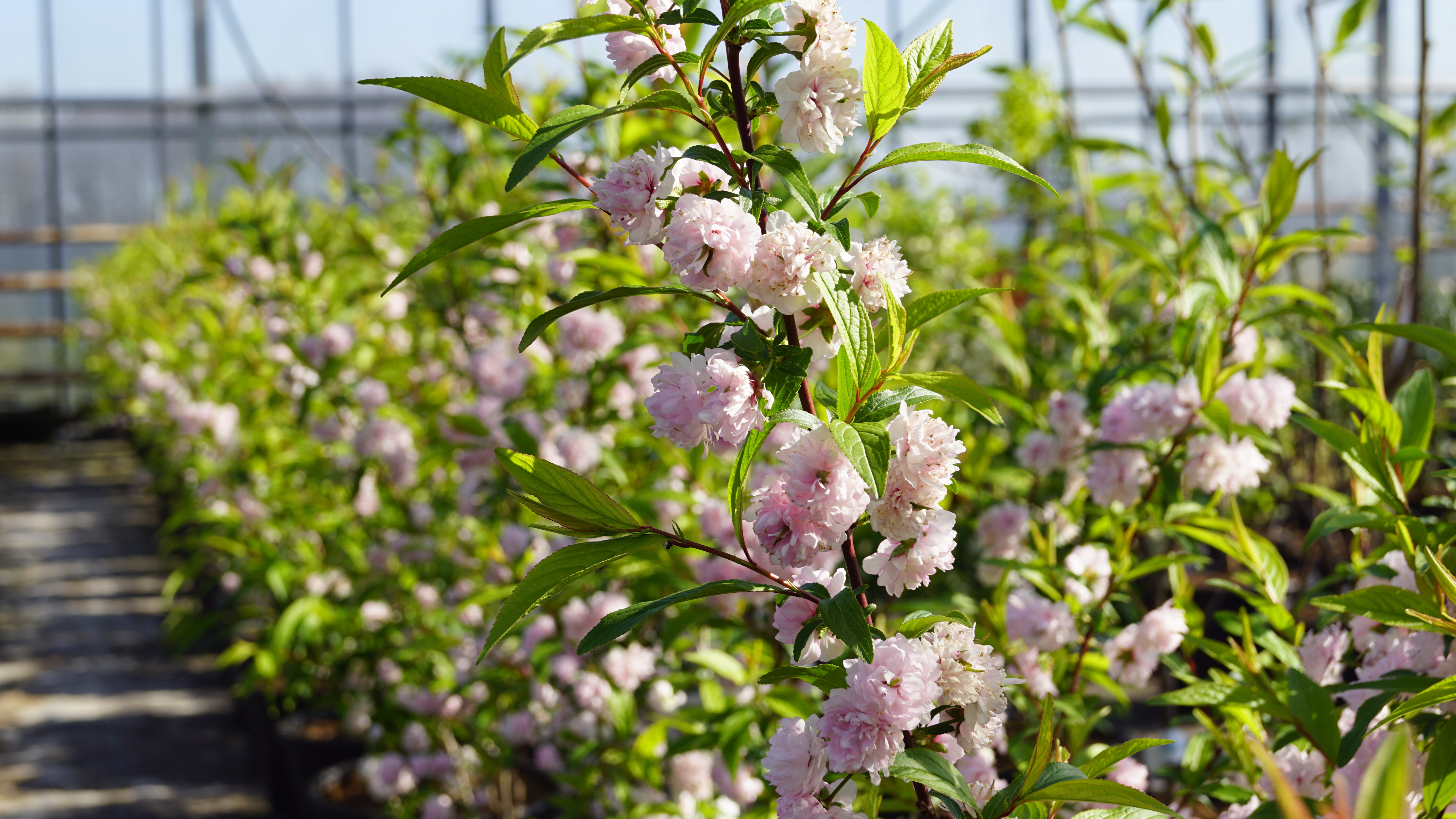 Prunus glandulosa 'Rosea Plena' 2